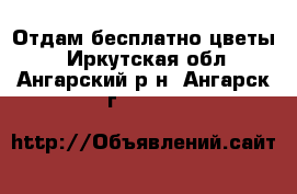 Отдам бесплатно цветы. - Иркутская обл., Ангарский р-н, Ангарск г.  »    